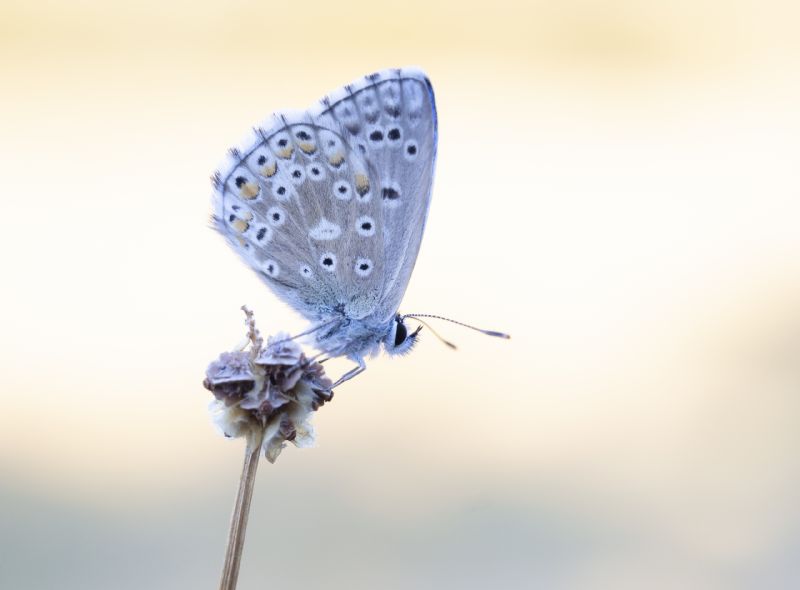 Lysandra bellargus o hispana?